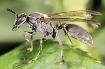Cura para o câncer pode estar no veneno da vespa brasileira