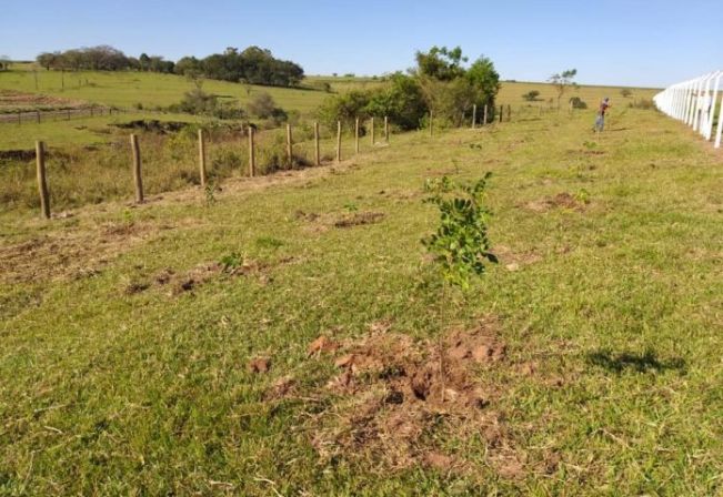 Prefeitura de Sagres e Sabesp fazem plantio de mudas em Área de Preservação Permanente